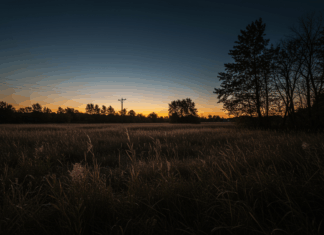 Creative Ways to Layer Ambient Field Recordings for Unique Soundscapes